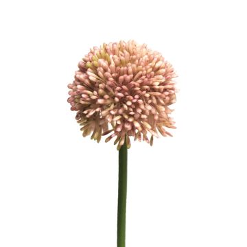 Allium artificial BAILIN, rosa-crema, 40cm