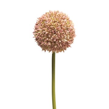 Allium artificial BAILIN, rosa-crema, 65cm