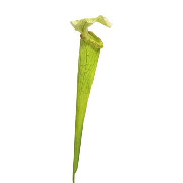 Suculenta artificial de Sarracenia YUNFEI varilla de ajuste, verde, 60cm