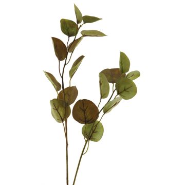 Rama decorativa de eucalipto AOSHAN, marrón-verde, 80cm
