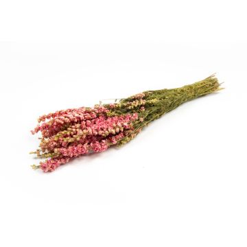 Ramo seco de espuela de caballero AITHANA, rosa crema, 70 cm, Ø 18 cm