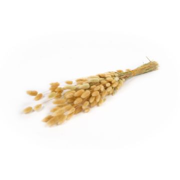 Hierba seca Lagurus BORKA, ramillete, natural, 55-75 cm, Ø 12 cm, 50 g