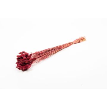 Hierba canaria seca BRAGILA en ramillete, burdeos, 50-75 cm, Ø 12 cm