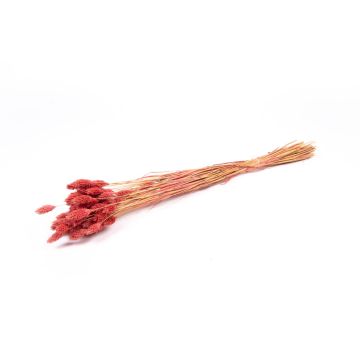 Hierba canaria seca BRAGILA en ramillete, rosa viejo, 50-75 cm, Ø 12 cm