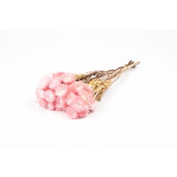 Ramo de flores secas BIBIANA, rosa pálido, 30-40 cm, Ø 15 cm