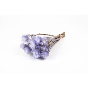 Ramo de flores secas BIBIANA, lila, 30-40 cm, Ø 15 cm