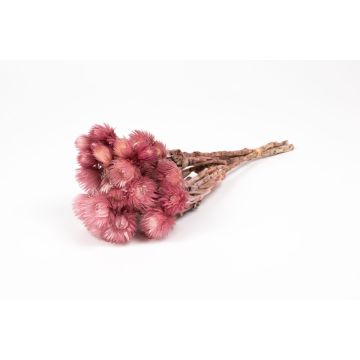 Ramo de flores secas BIBIANA, erica, 30-40 cm, Ø 15 cm