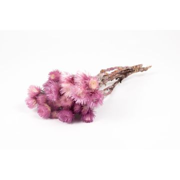 Ramo de flores secas BIBIANA, lila claro, 30-40 cm, Ø 15 cm