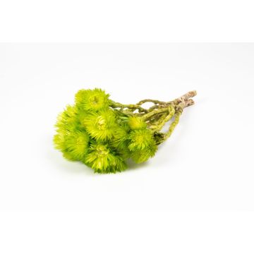 Ramo de flores secas BIBIANA, verde manzana, 30-40 cm, Ø 15 cm
