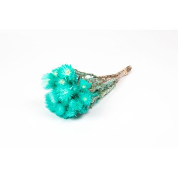 Ramo de flores secas BIBIANA, turquesa, 30-40 cm, Ø 15 cm