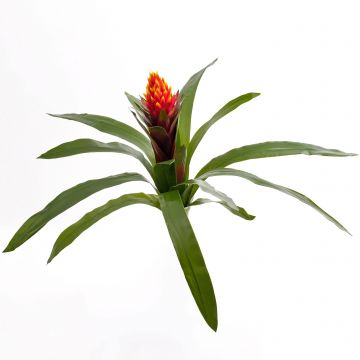Guzmania sintética IRENE, con flor, en vara de fijación, rojo, 50cm