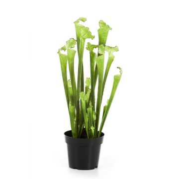 Sarracenia, planta carnívora artificial MADISON, verde, 65cm
