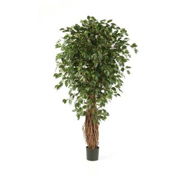 Ficus de imitación LUCIUS, troncos naturales, verde, 120cm