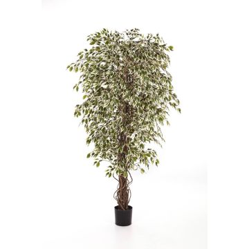 Ficus artificial DAKU, troncos naturales, verde-blanco, 90cm