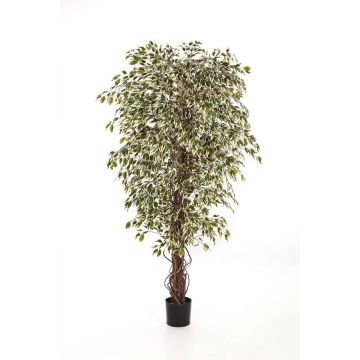 Ficus artificial DAKU, troncos naturales, verde-blanco, 120cm