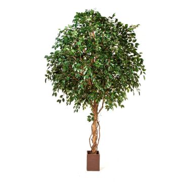Gran ficus artificial RAMZO, tronco natural, maceta, verde, 360cm