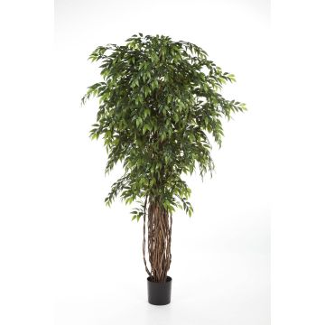 Ficus artificial ALIRIO, troncos naturales, verde, 180cm