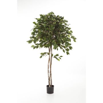 Ficus exótica sintético KURO, troncos naturales, verde, 150cm