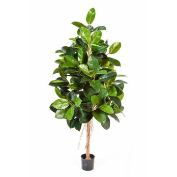 Ficus elastica artificial DEVI, tronco natural, verde, 180cm