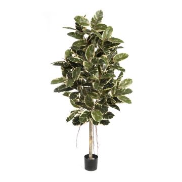 Ficus elastica artificial DEVI, tronco real, verde-blanco, 180cm