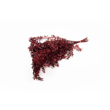 Ramitas secas de rusco AGNIATA, rojo burdeos, 70-75 cm, Ø 17 cm