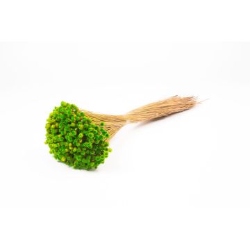 Ramo seco de flores de paja mediterráneas AKALITI, verde manzana, 40-55 cm, Ø 11 cm