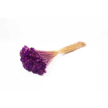 Ramo seco de flor de paja mediterránea AKALITI, lila, 40-55 cm, Ø 11 cm