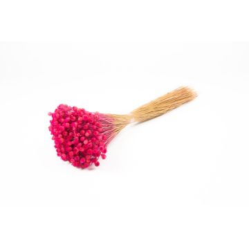 Ramo seco de flor de paja mediterránea AKALITI, rosa, 40-55 cm, Ø 11 cm