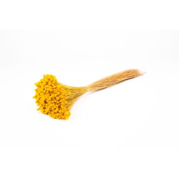 Ramo seco de flor de paja mediterránea AKALITI, amarillo, 40-55 cm, Ø 11 cm