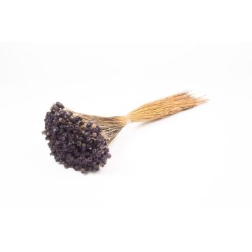 Ramo seco de flores secas AKALITI, gris oscuro, 40-55 cm, Ø 11 cm