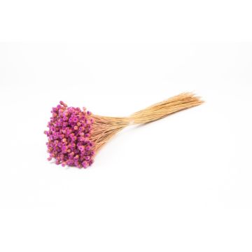 Ramo seco de flores secas AKALITI, lila-amarillo, 40-55 cm, Ø 11 cm