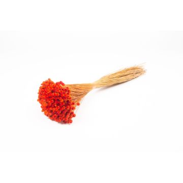 Ramo seco de flores secas AKALITI, naranja, 40-55 cm, Ø 11 cm