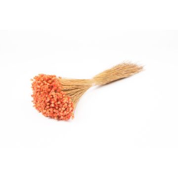 Ramo seco de flores secas AKALITI, melocotón, 40-55 cm, Ø 11 cm