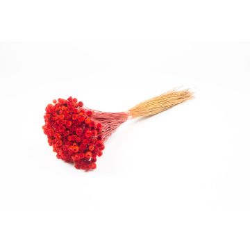 Ramo seco de flores de paja mediterráneas AKALITI, rojo, 40-55 cm, Ø 11 cm
