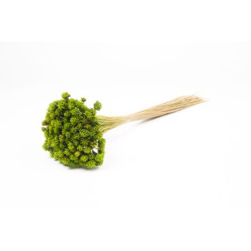 Ramo seco AVISSA, flor brasileña, verde manzana, 45-60 cm, Ø 13 cm