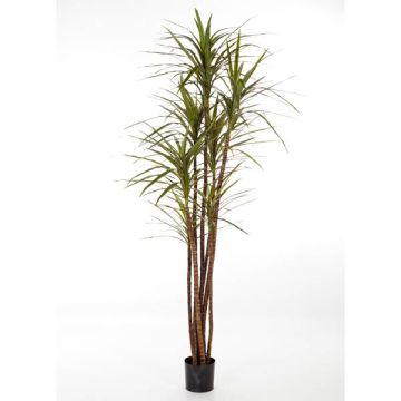Dracaena Marginata artificial IMANI, tronco natural, verde, 150cm