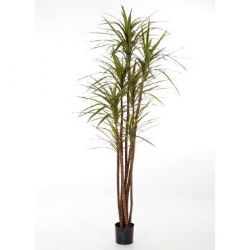 Dracaena Marginata artificial IMANI, tronco natural, verde, 180cm