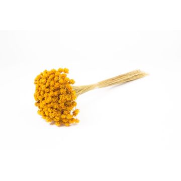 Ramo seco AVISSA, flor brasileña, amarillo, 45-60 cm, Ø 13 cm