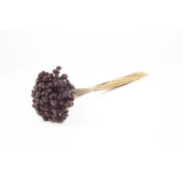 Ramo seco AVISSA, flor brasileña, gris claro, 45-60 cm, Ø 13 cm