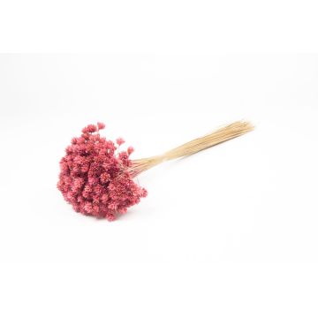 Ramo seco AVISSA, flor brasileña, lila, 45-60 cm, Ø 13 cm