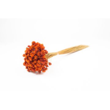 Ramo seco AVISSA, flor brasileña, naranja, 45-60 cm, Ø 13 cm