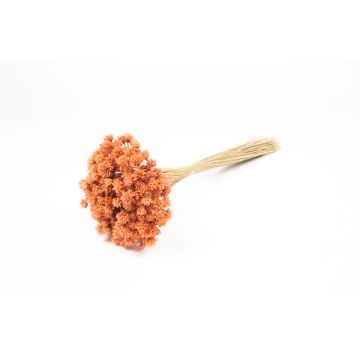 Ramo seco AVISSA, flor brasileña, melocotón, 45-60 cm, Ø 13 cm