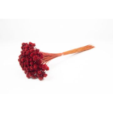 Ramo seco AVISSA, flor brasileña, rojo, 45-60 cm, Ø 13 cm