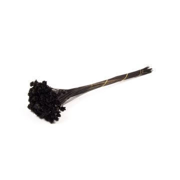 Ramo seco AVISSA, flor brasileña, negro, 45-60 cm, Ø 13 cm