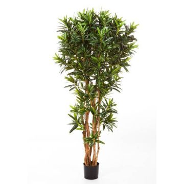 Árbol longifolia simulación MIKE, tronco natural, verde, 150cm