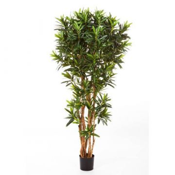 Árbol longifolia simulación MIKE, tronco natural, verde, 180cm