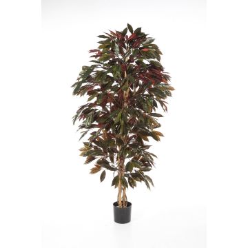 Árbol Croton sintético CARA, tronco natural, verde-rojo, 150cm