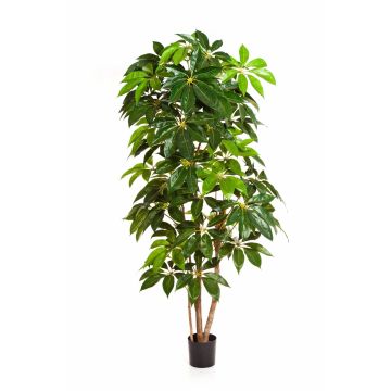 Schefflera Deluxe artificial COOPER, tronco natural, verde, 190cm