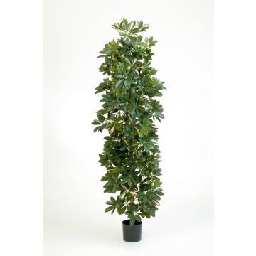 Schefflera artificial ANDREW, tronco natural, verde-blanco, 180cm