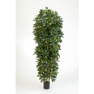Schefflera artificial ANDREW, tronco natural, verde-blanco, 200cm